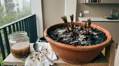 Pfingstrosen düngen: so bekommst du mehr Blüten statt nur Blätter